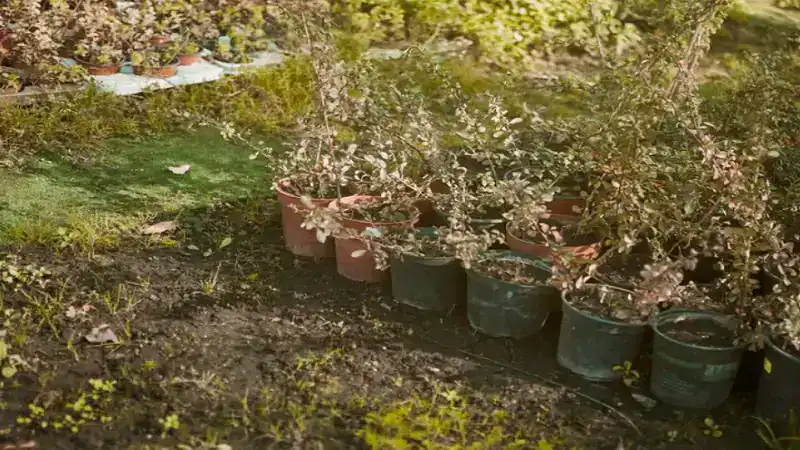 Eco-Friendly Raised Beds to Deter Raccoons & Backyard Pests