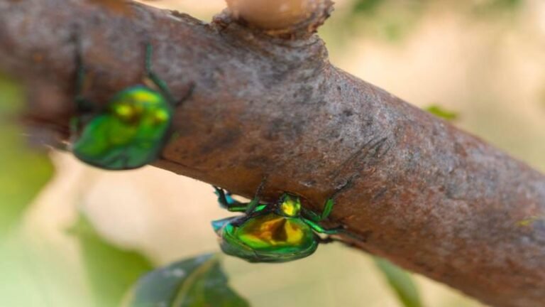 Common Signs Your Trees May Have a Pest Problem