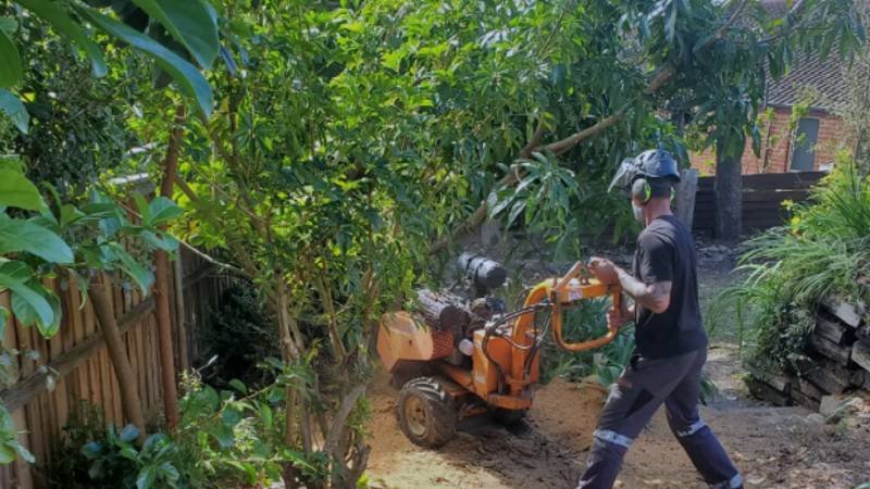 What Happens to Tree Roots After Stump Grinding?
