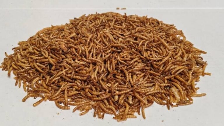 Dried Mealworms as an Occasional Treat for Bluebirds
