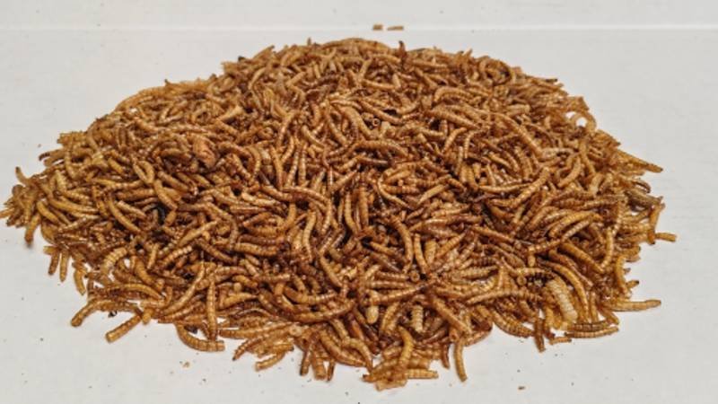 Dried Mealworms as an Occasional Treat for Bluebirds